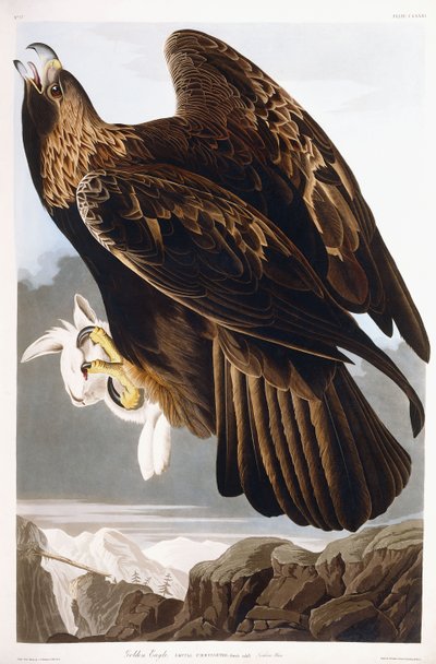 Steenarend, 1833 door John James Audubon