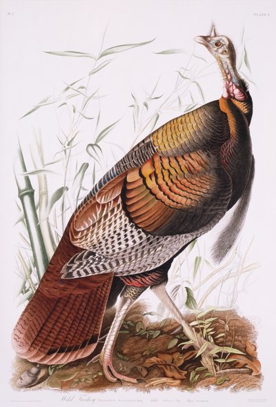 Grote Amerikaanse haan, of wilde kalkoen door John James Audubon