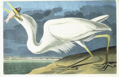 Grote witte reiger, volwassen mannetje, lentekleed, 1835 door John James Audubon