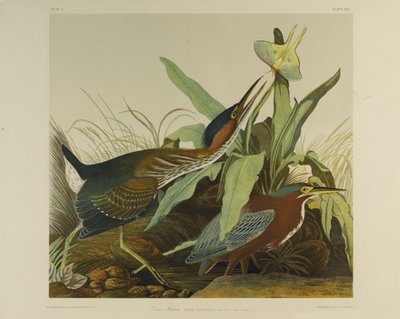 Groene Reiger, gedrukt door Julien Bien en uitgegeven door Roe Lockwood & Son, 1861 door John James Audubon