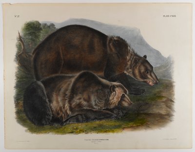 Grizzlybeer door John James Audubon