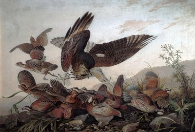 Haviken die patrijzen aanvallen, 1826 door John James Audubon
