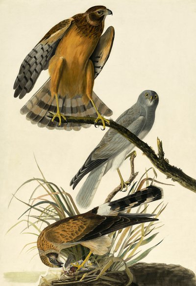 Blauwe Kiekendief, Circus Cyaneus, uit "The Birds of America" door John J. Audubon, pub. 1827-38 door John James Audubon