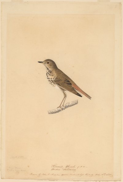Hermitlijster door John James Audubon