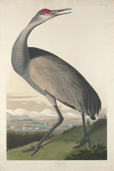 Hoepel Kraanvogel, 1835 door John James Audubon