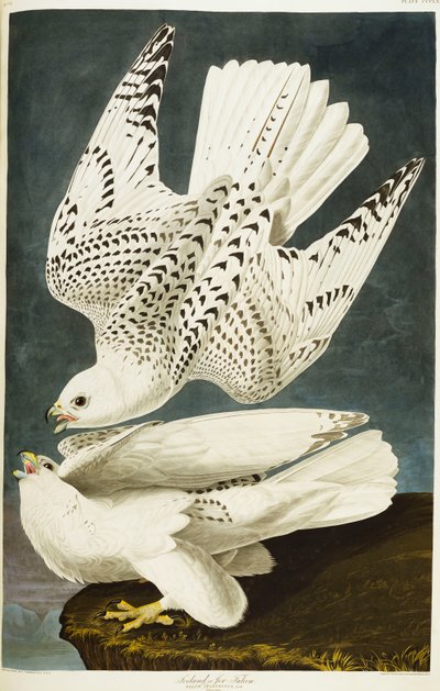 IJslandse of Jer valk. Giervalk door John James Audubon