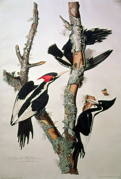 Ivory-billed Woodpecker, uit 