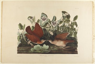  door John James Audubon
