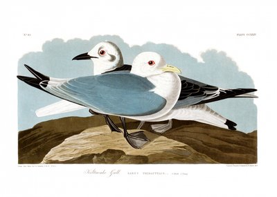  door John James Audubon