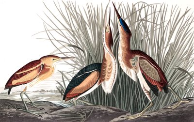Kleine Roerdomp, Ixobrychus Exilis, uit 