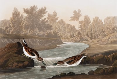Kleine strandloper, Tringa Pusilla, uit "The Birds of America" door John J. Audubon, pub. 1827-38 door John James Audubon