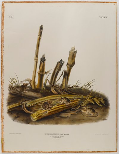 Kleine oogstmuis door John James Audubon