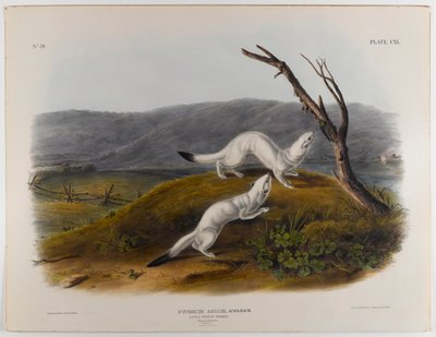 Kleine behendige wezel door John James Audubon