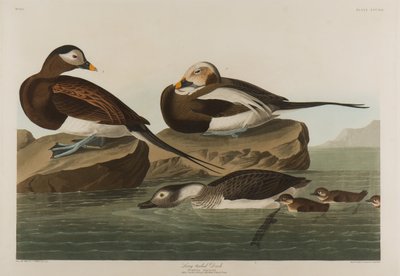 Langstaart Eend, 1836 door John James Audubon