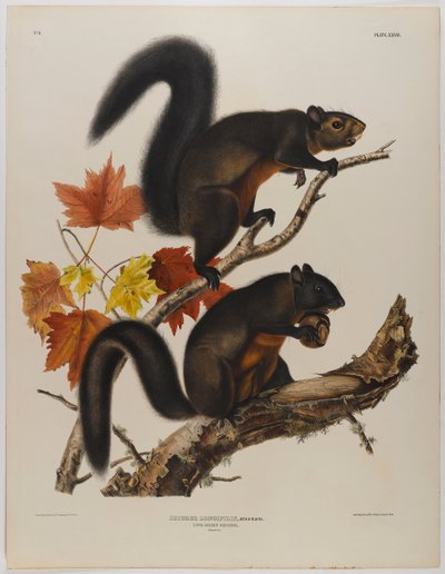 Langharige eekhoorn door John James Audubon