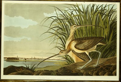 Mannelijke en Vrouwelijke Langsnavelwulp door John James Audubon