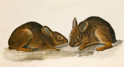 Moerashazen door John James Audubon
