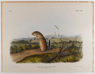 Mexicaanse marmot eekhoorn door John James Audubon