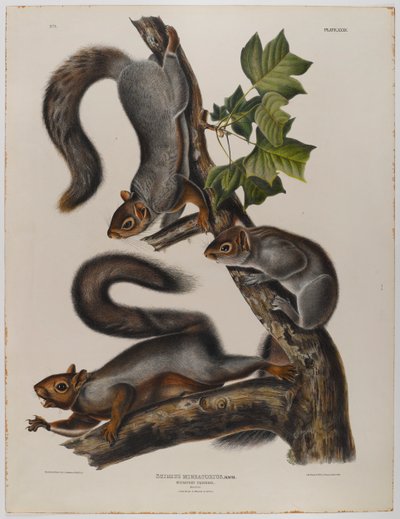 Migrerende eekhoorn door John James Audubon