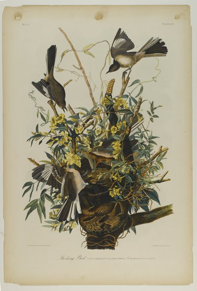Spotvogel, gedrukt door Julien Bien en uitgegeven door Roe Lockwood & Son, 1861 door John James Audubon