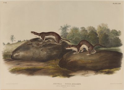 Mustella Fusca door John James Audubon