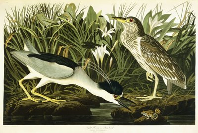 Nachtreiger of Lua-vogel, 1835 door John James Audubon