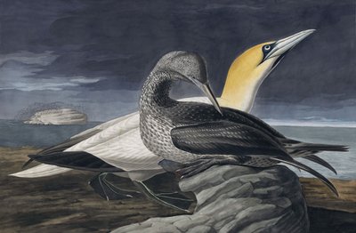 Noordse Jan-van-gent, Morus Bassanus, uit 