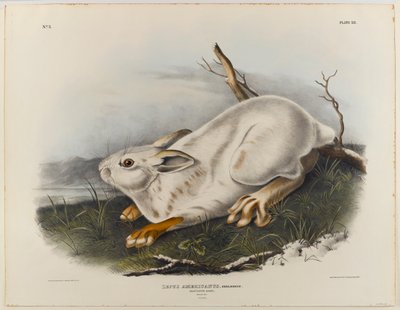 Noordelijke haas (wintervacht) door John James Audubon