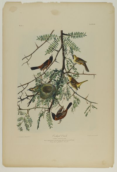 Boomgaard Wielewaal, gedrukt door Julien Bien en uitgegeven door Roe Lockwood & Son, 1861 door John James Audubon