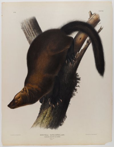 Pennants marter of visser door John James Audubon