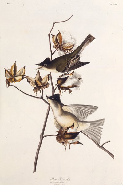 Pewit Vliegenvanger. Uit The Birds of America, 1827-1838 door John James Audubon