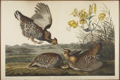  door John James Audubon