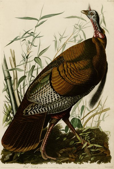 Plaat 1 van Birds of America met wilde kalkoen door John James Audubon