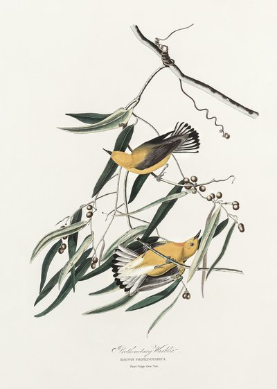 Prothonotary-zanger uit *Birds of America* (1827) door John James Audubon