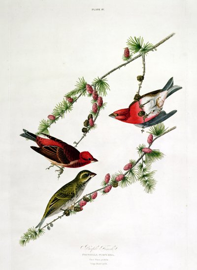 Paarse vink, uit 