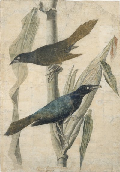 Paarse Grackle, begin-midden 19e eeuw door John James Audubon