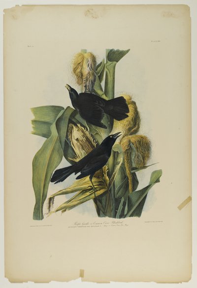 Purperen Grackle of Gewone Kraai Merel, gedrukt door Julien Bien en uitgegeven door Roe Lockwood & Son, 1861 door John James Audubon