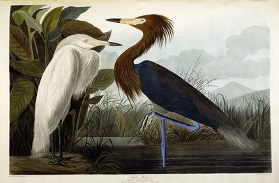 Purperreiger door John James Audubon