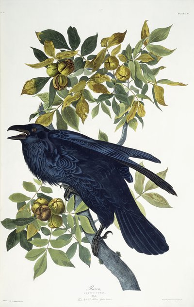 Raaf door John James Audubon
