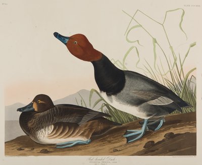 Roodkop Eend, 1836 door John James Audubon