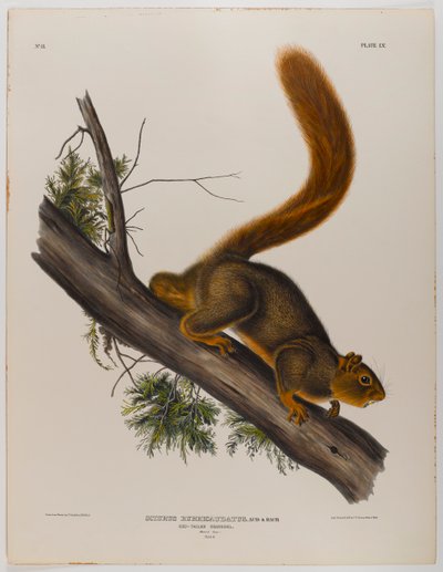 Roodstaart eekhoorn door John James Audubon