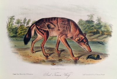 Rode wolf uit 