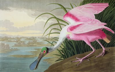 Rosse Lepelaar, Platalea leucorodia, uit "The Birds of America", 1836 door John James Audubon
