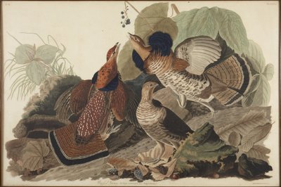 Kraaghoen door John James Audubon