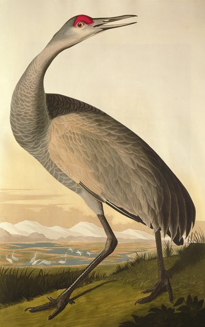 Sandhill Kraanvogel, uit 