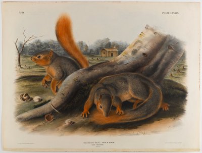Says eekhoorn door John James Audubon