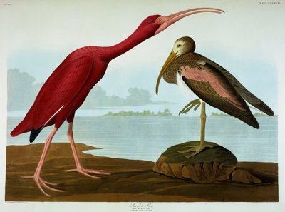 Rode Ibis door John James Audubon