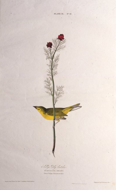 Selbys Vliegenvanger. Uit The Birds of America door John James Audubon