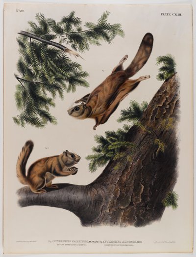Severn River vliegende eekhoorn (links) en Rocky Mountain vliegende eekhoorn (rechts) door John James Audubon
