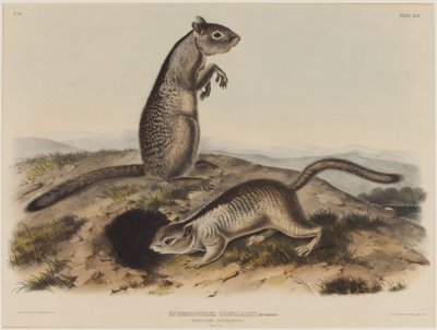 Spermophilus Douglassii (Twee Douglas-eekhoorns) door John James Audubon